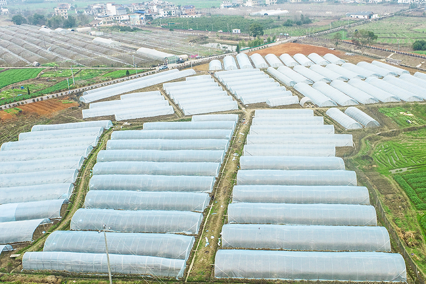 航拍下的虎山村蔬菜基地。彭亮摄