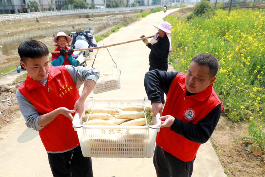 志愿者们正在帮助农户采收萝卜。尹其奇摄