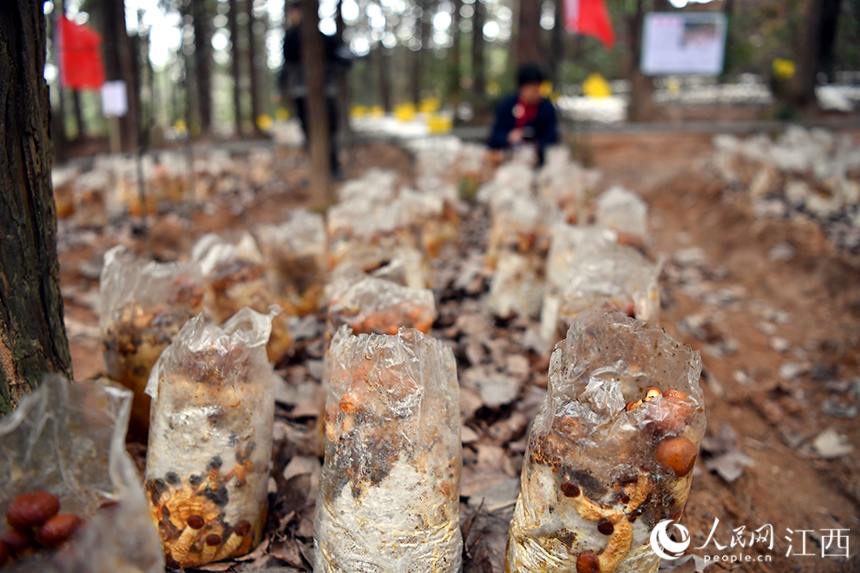 林下的食用菌包随着气温转暖逐渐成长起来。 人民网 时雨摄