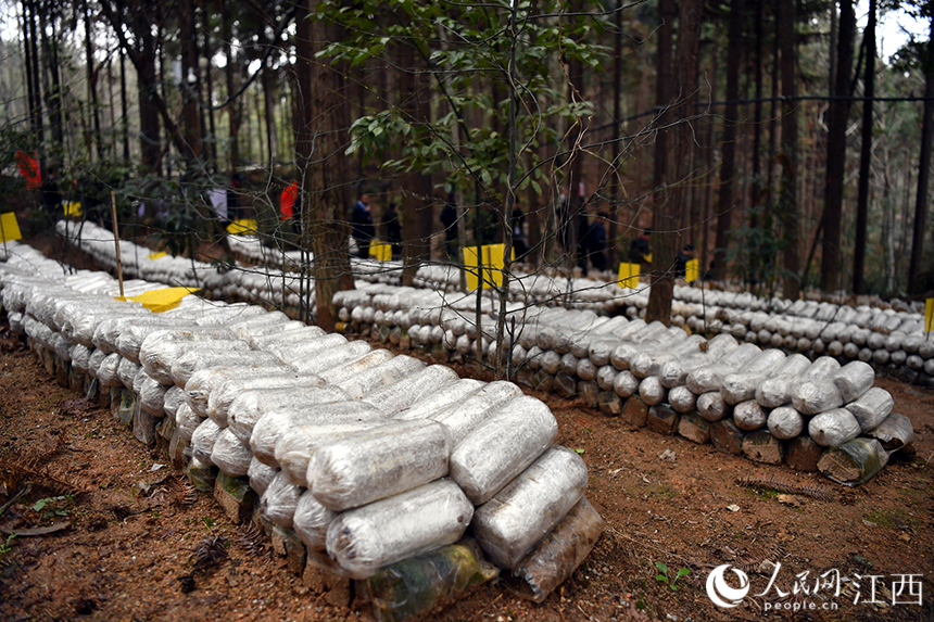 整齐堆放在食用菌包准备移栽到林间。 人民网 时雨摄