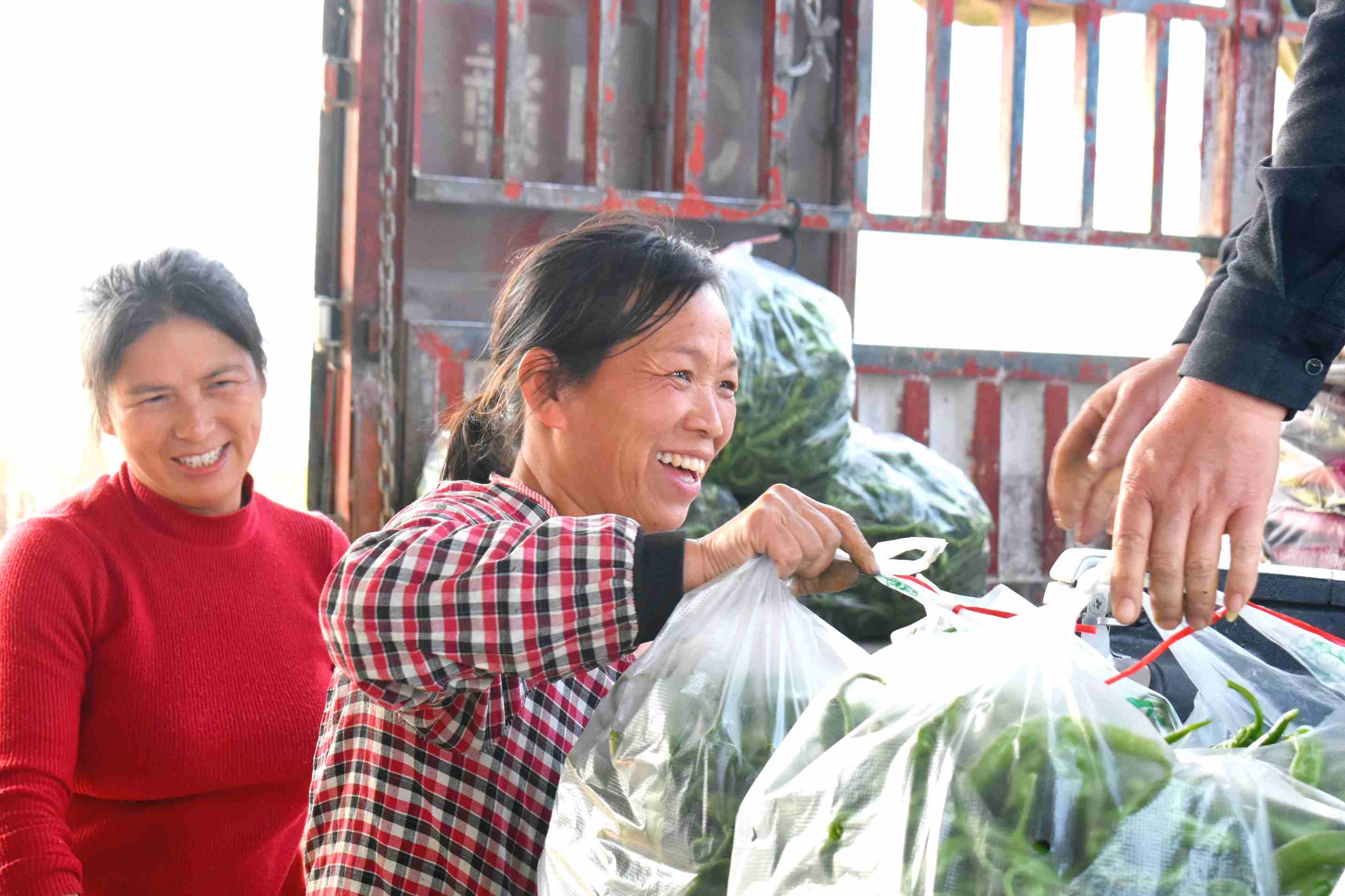 农户将辣椒打包装袋，收获的喜悦溢于言表。李禹洪摄