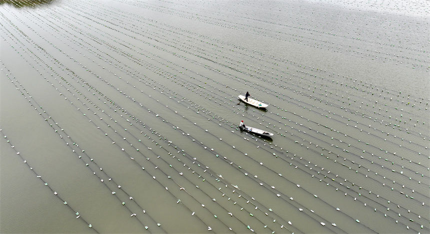 水产养殖户划着小舟在水面上进行劳作。吴江摄