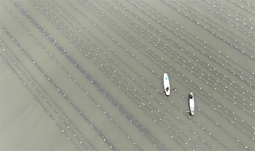 水產養殖戶劃著小舟在水面上進行勞作。吳江攝