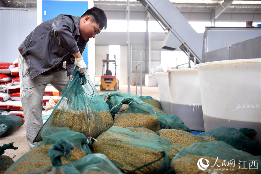 在南昌县大田农社，工作人员准备检查稻种。 人民网 时雨摄