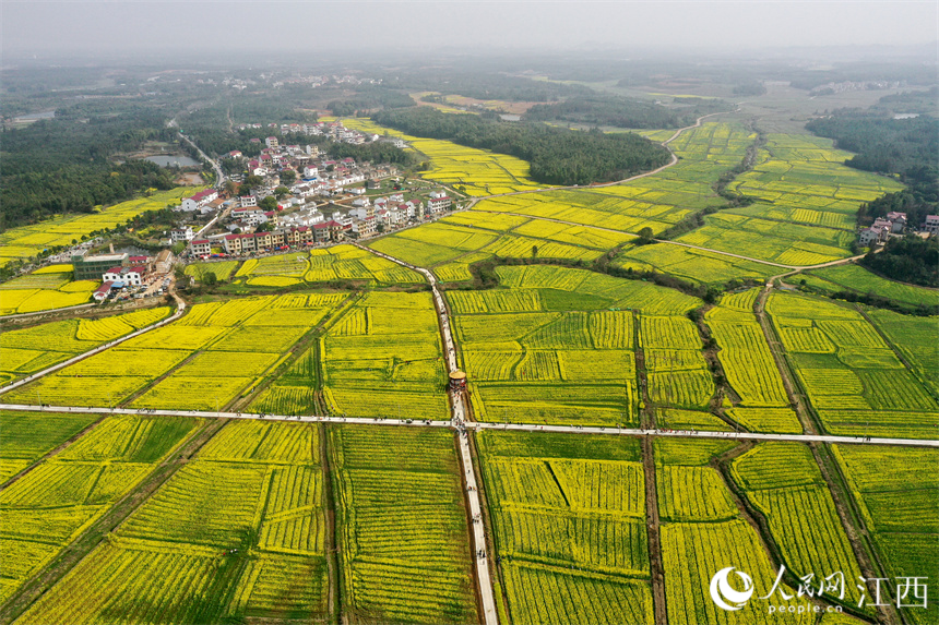 江西省丰城市丽村镇对木村9800余亩油菜花盛开。 人民网 时雨摄
