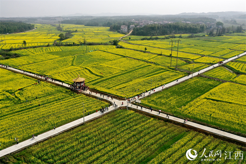 江西省丰城市丽村镇对木村9800余亩油菜花盛开。 人民网 时雨摄