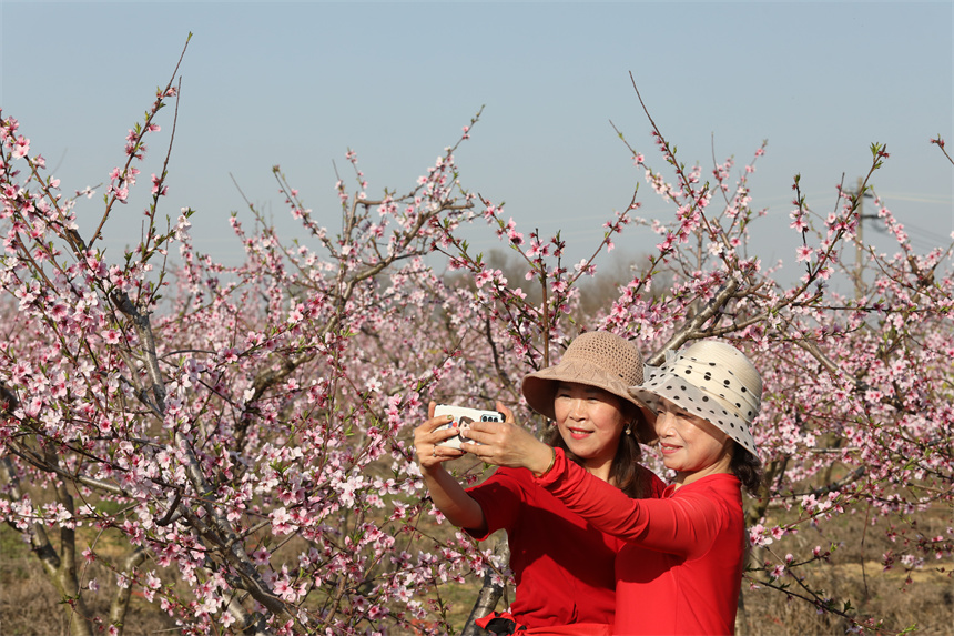 桃花绽放，吸引众多游客前来踏青赏花。彭琴摄