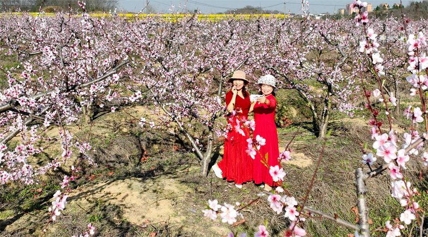 桃花绽放，吸引众多游客前来踏青赏花。彭琴摄