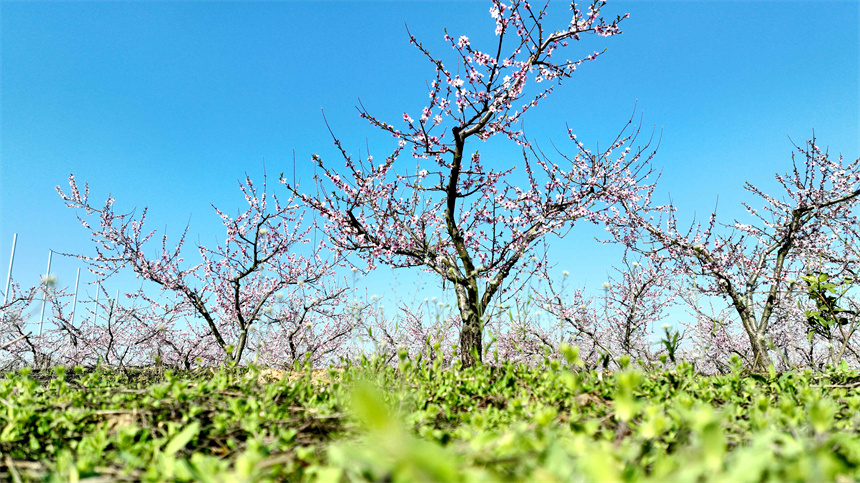 桃花绽放，一派生机勃勃的春日景象。彭琴摄