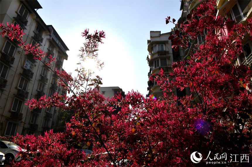南昌市老旧小区改造后，花开正艳。 人民网 时雨摄