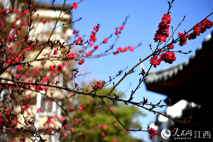 南昌市老舊小區改造后，花開正艷。 人民網 時雨攝