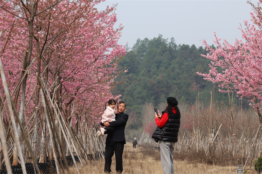 盛开的樱花吸引游客们驻足拍照。尹文兵摄