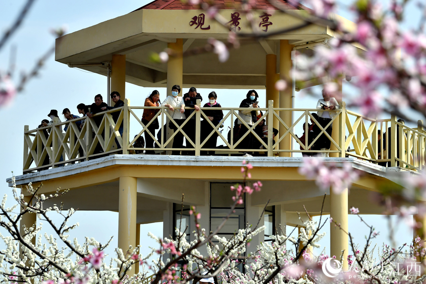 游客们在观景台赏花。 人民网 时雨摄