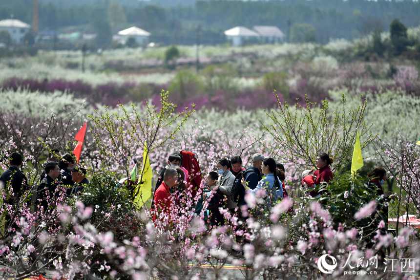 桃花、李花盛开，游客们在畅游打卡。 人民网 时雨摄