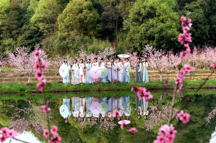 游客們身穿古裝在桃花園中游玩。 毛全發 攝