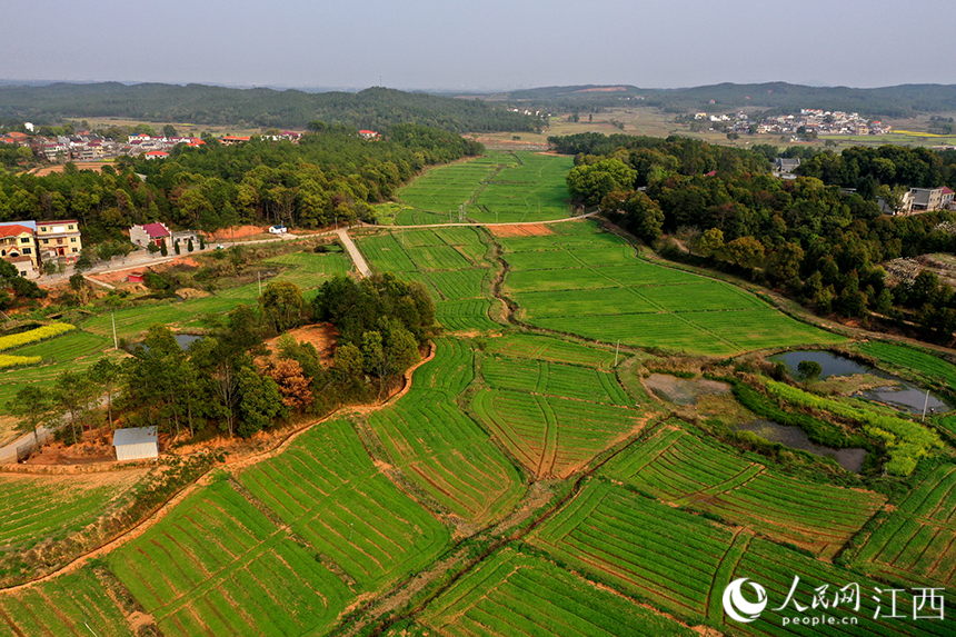 江西省吉安縣梅塘鎮河源村600余畝食用艾草基地郁郁蔥蔥。 人民網 時雨攝