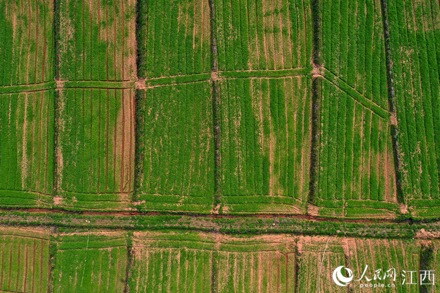江西省吉安縣梅塘鎮河源村600余畝食用艾草基地郁郁蔥蔥。 人民網 時雨攝