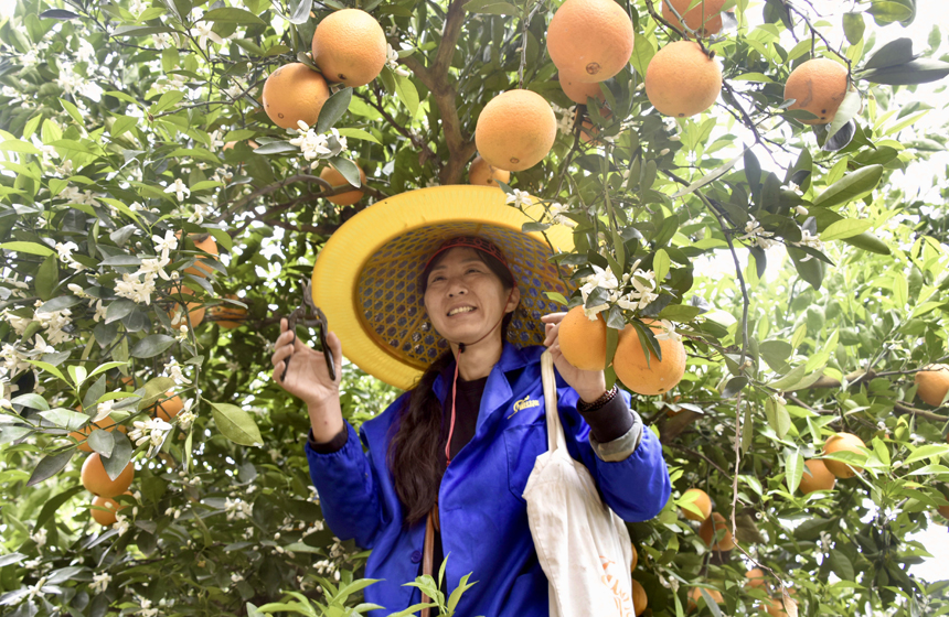 在江西省信丰县嘉定镇金龙村丰源脐橙基地，果农们穿梭在果园中，采摘伦晚脐橙。胡慧秀摄