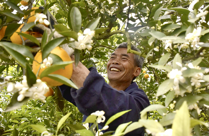 在江西省信丰县嘉定镇金龙村丰源脐橙基地，果农们穿梭在果园中，采摘伦晚脐橙。胡慧秀摄