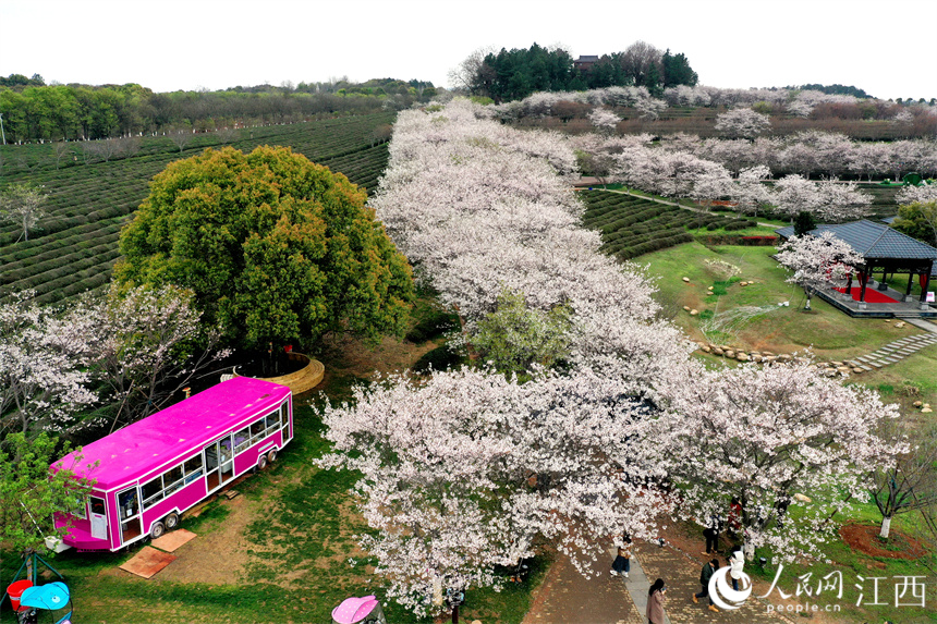 南昌縣黃馬鄉鳳凰溝，茶園裡的櫻花盛開。人民網 時雨攝