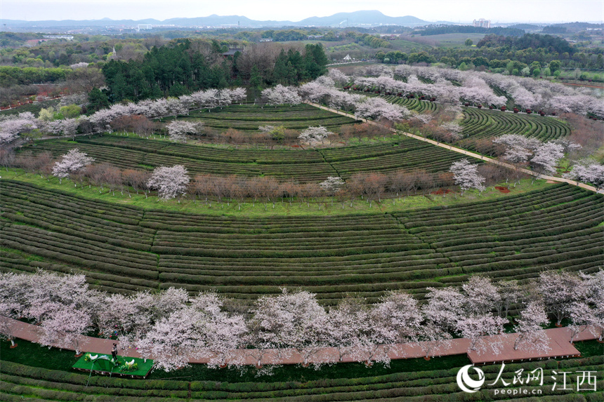 南昌縣黃馬鄉鳳凰溝，綠色的茶樹與粉白的櫻花相互點綴。人民網 時雨攝