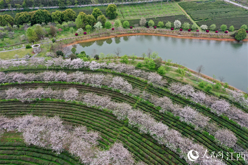 南昌縣黃馬鄉鳳凰溝，綠色的茶樹與粉白的櫻花相互點綴。人民網 時雨攝