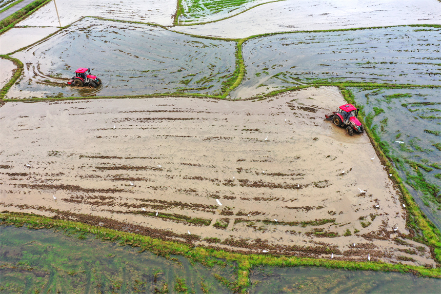 村民驾驶翻耕机在田地里劳作。黄煜摄