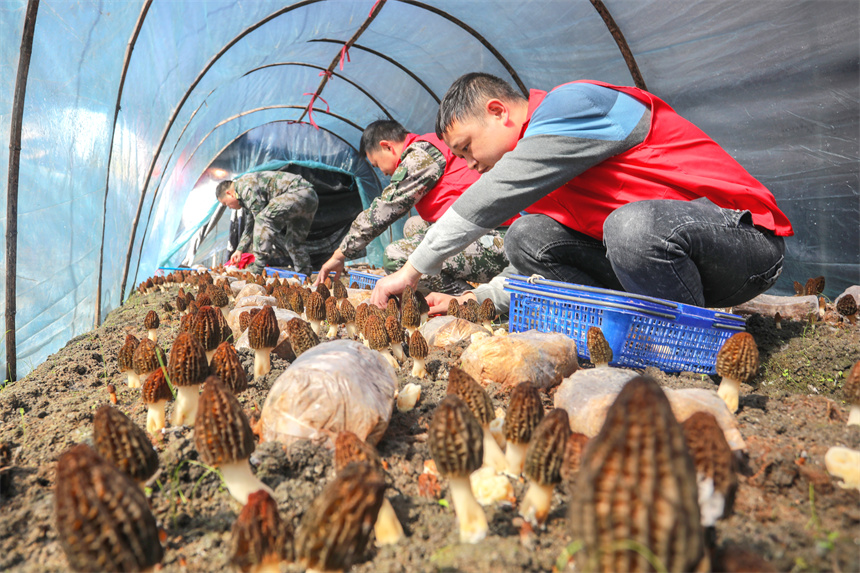 该乡党员干部和基干民兵正在帮助农户采摘羊肚菌。