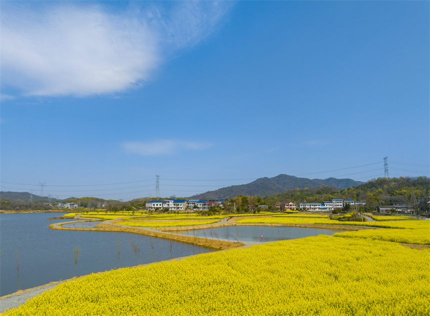 金黄的油菜花装扮山乡村野，色彩斑斓。李学华摄