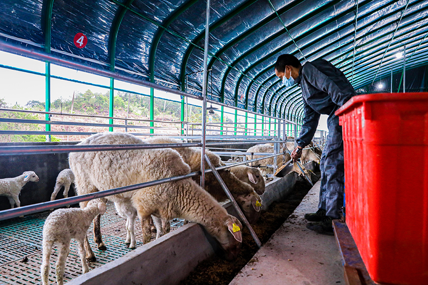 工人正忙着给湖羊搭配饲料、投喂、清理羊圈。李煜祖摄