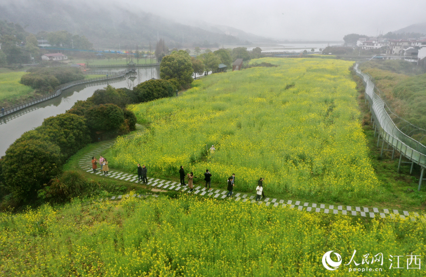 南昌山區農村種植油菜的田塊一片金黃，即將迎來收獲。 人民網 時雨攝