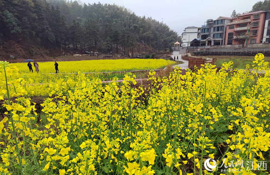 南昌山区农村种植油菜的田块一片金黄，即将迎来收获。 人民网 时雨摄