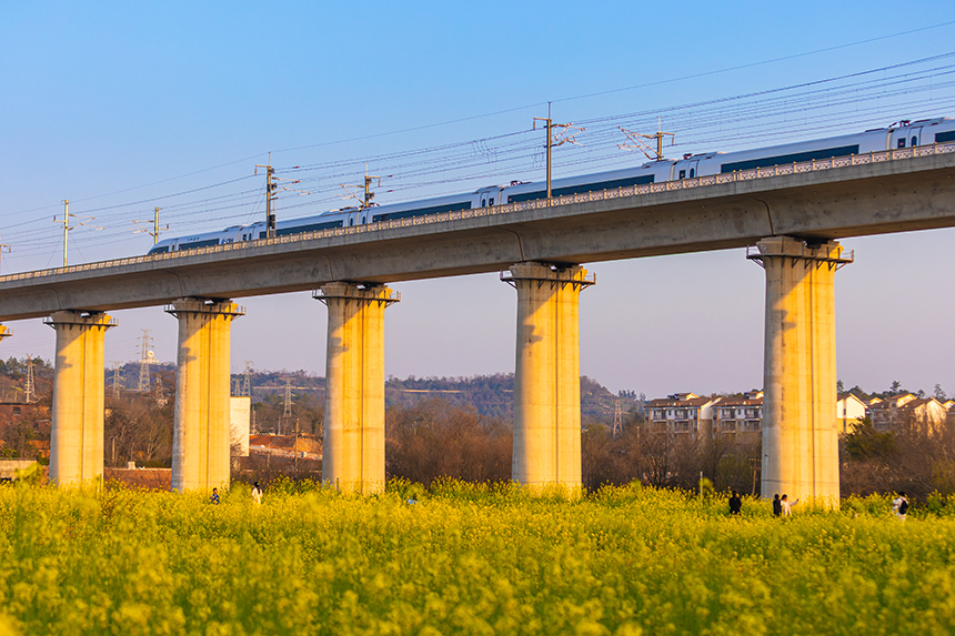 铁路桥下大片油菜花盛开，高铁在花海中追着春天。邹阳摄