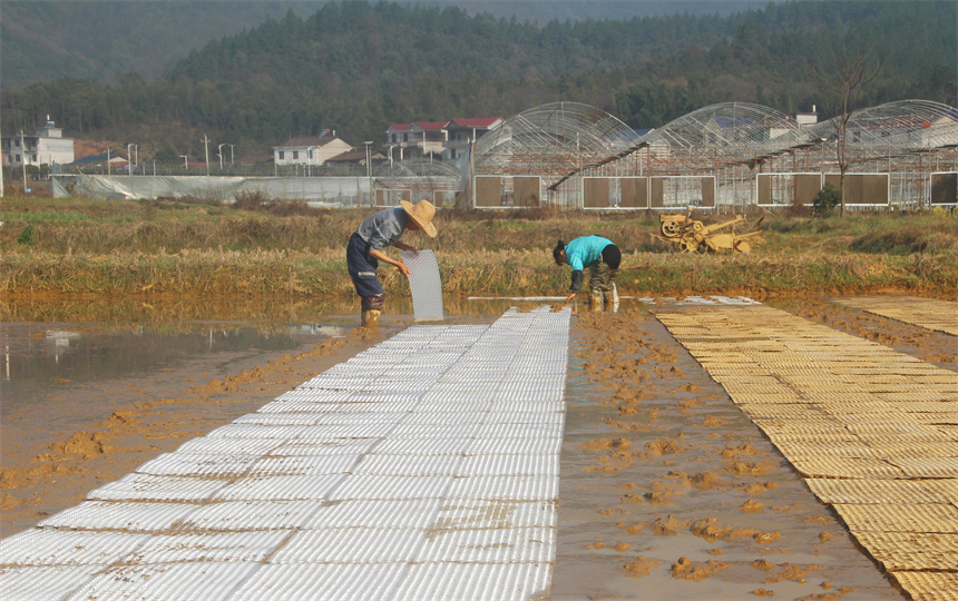 村民们在田间地头忙碌着。曾志亮摄