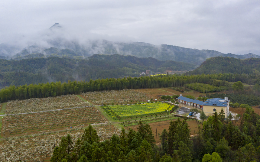 阳春三月，百花盛开。武宁县乡村随处可见梨花盛开的美景。蒋德先摄