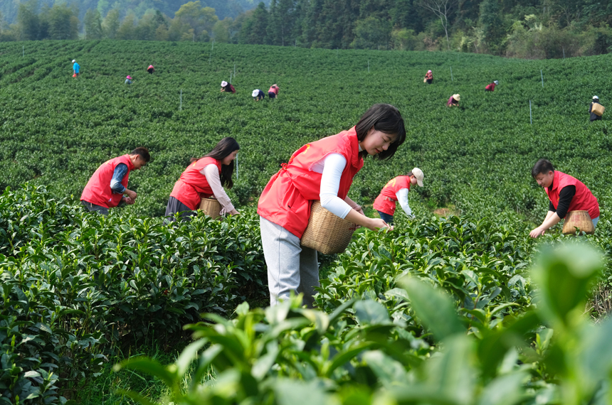 在江西省遂川縣衙前鎮青草洲茶葉基地，青年志願者和茶農一起搶採春茶。李書哲攝