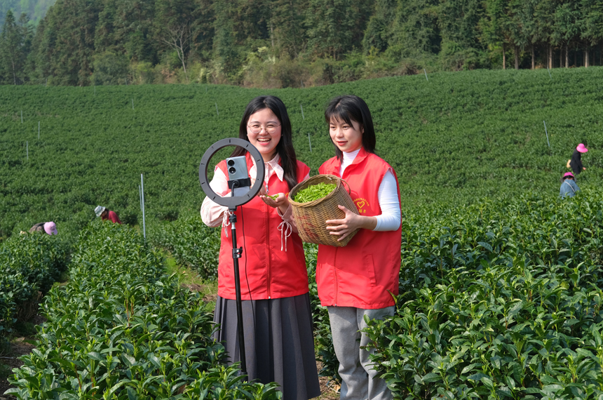 青年志願者幫助茶農直播銷售春茶。李書哲攝