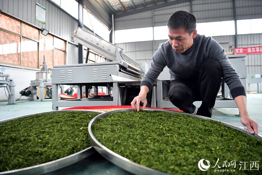 馬口村茶廠，工人們正在趕制明前茶。 人民網 時雨攝