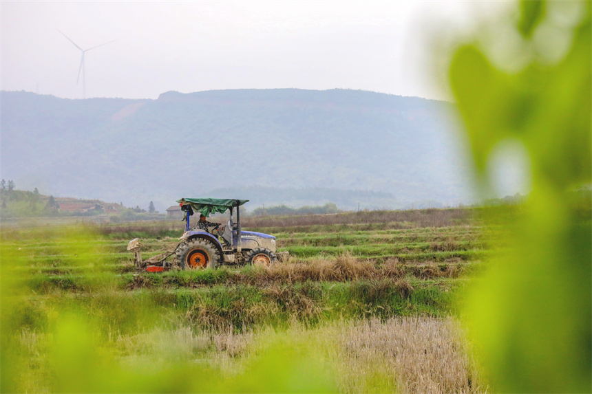 農戶正駕駛拖拉機翻耕早稻田。黃煜攝