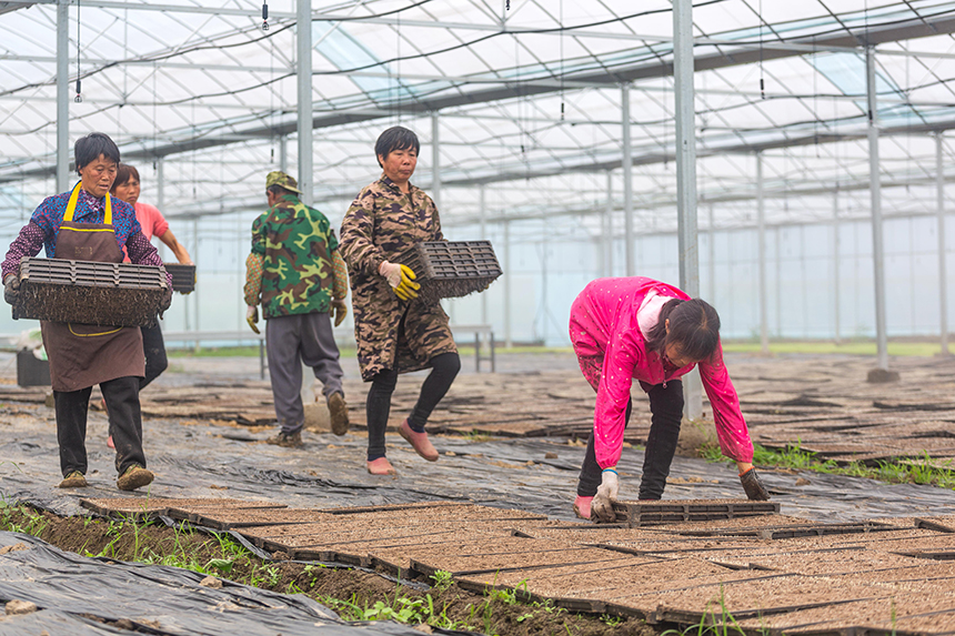 村民在育秧。劉平華攝
