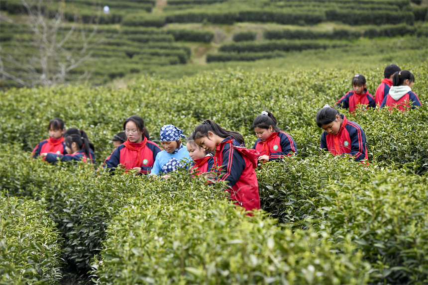 學生們在採摘茶葉，學習農事知識。周亮攝