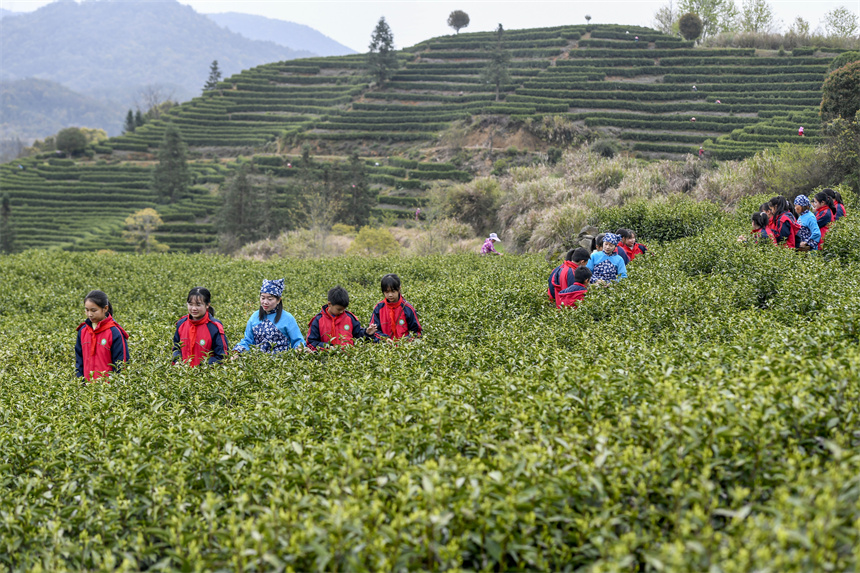 學生們在採摘茶葉，學習農事知識。周亮攝