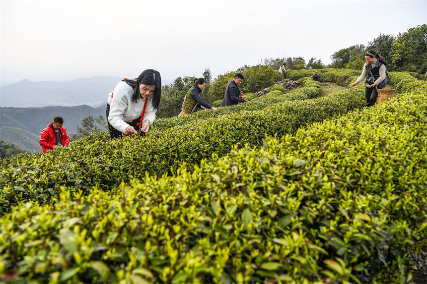 茶农在茶园里采摘春茶。周亮摄