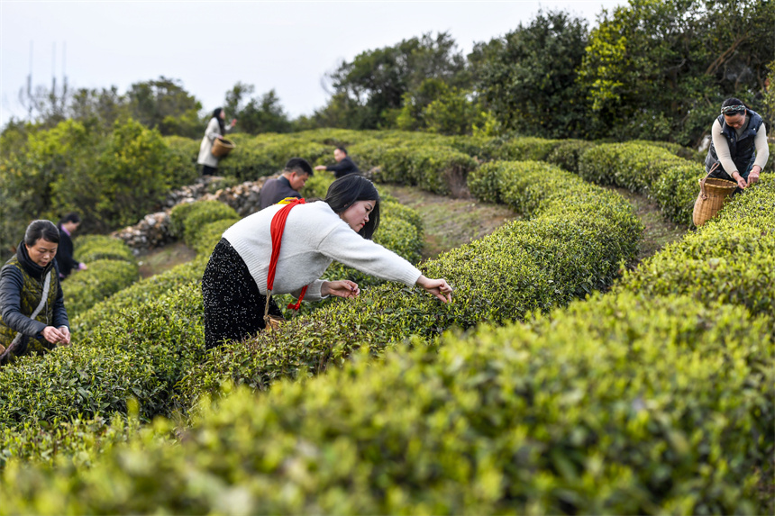 茶农在茶园里采摘春茶。周亮摄