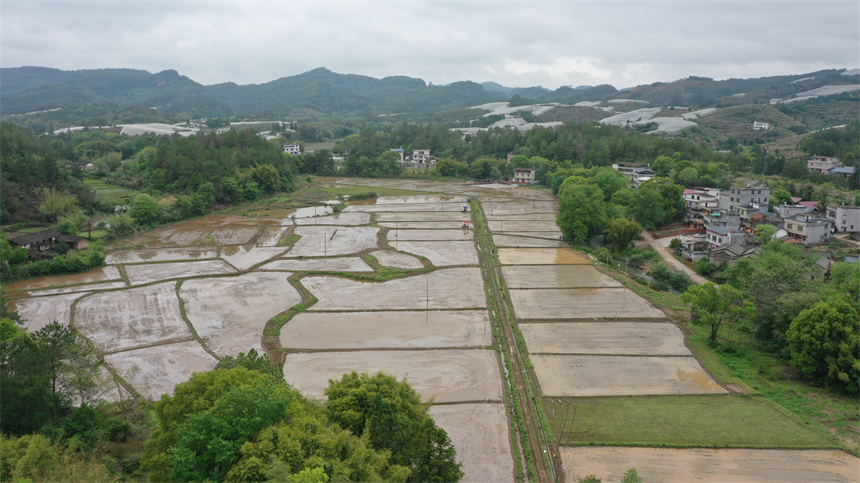 插秧機正在田間工作。華辛明攝