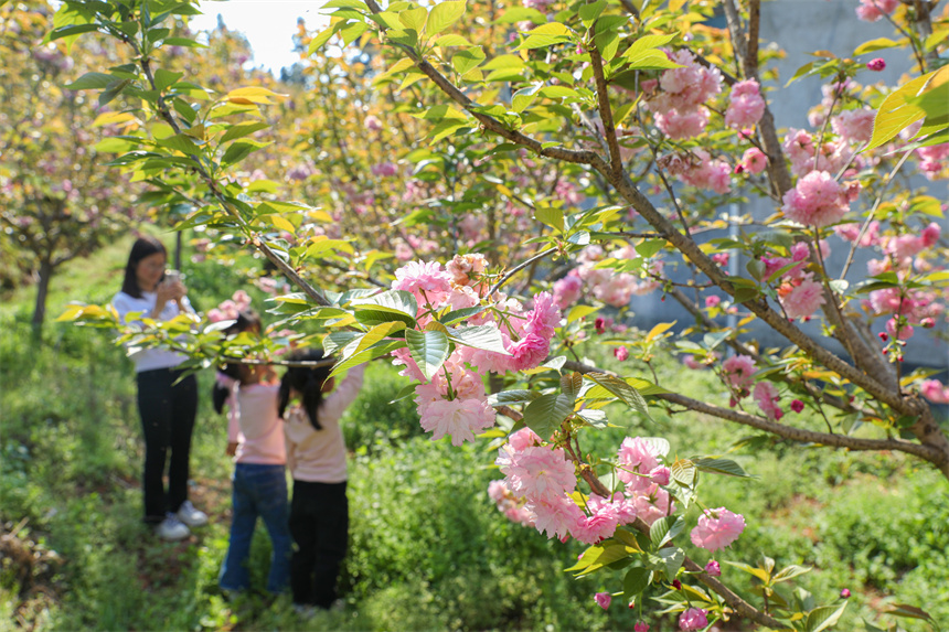 游客在欣赏樱花。