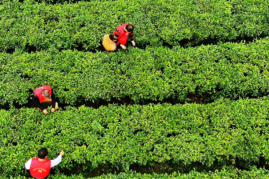 茶農們搶抓利好天氣採摘春茶。詹繼成攝