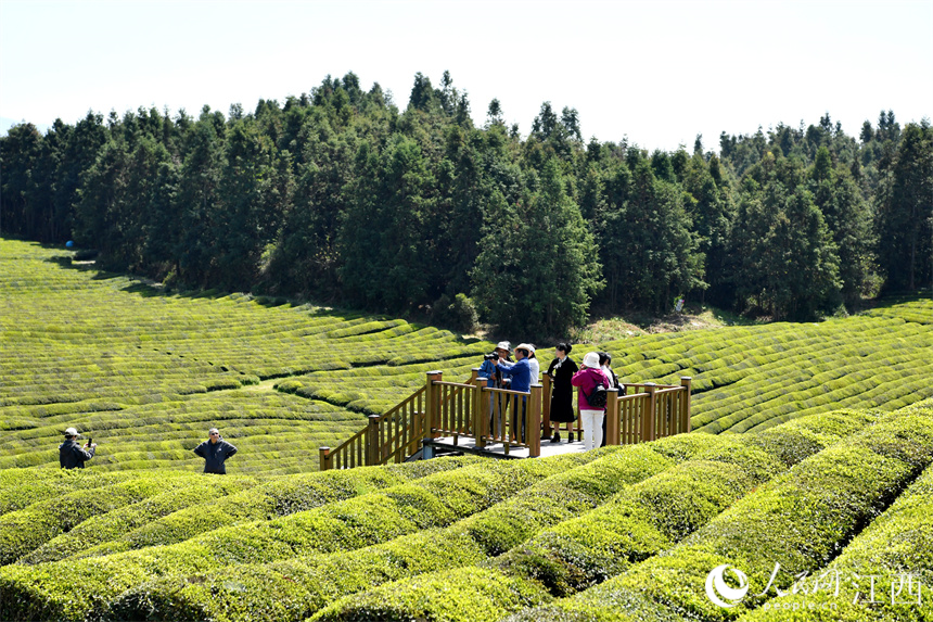 “茶旅融合”使茶園變成公園，游客們正在茶山上拍照賞春光。 人民網 時雨攝