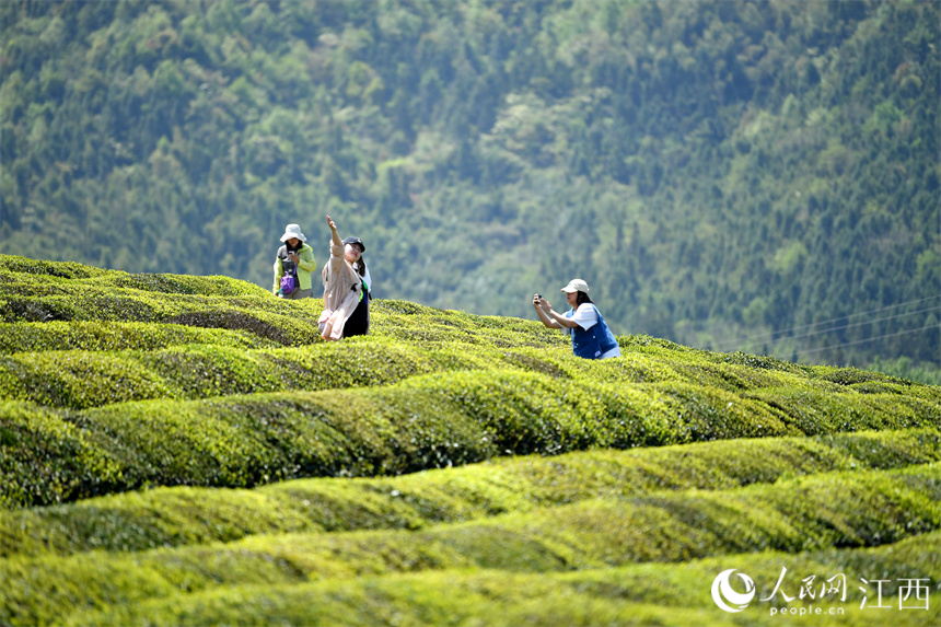 “茶旅融合”使茶園變成公園，游客們正在茶山上拍照賞春光。 人民網 時雨攝