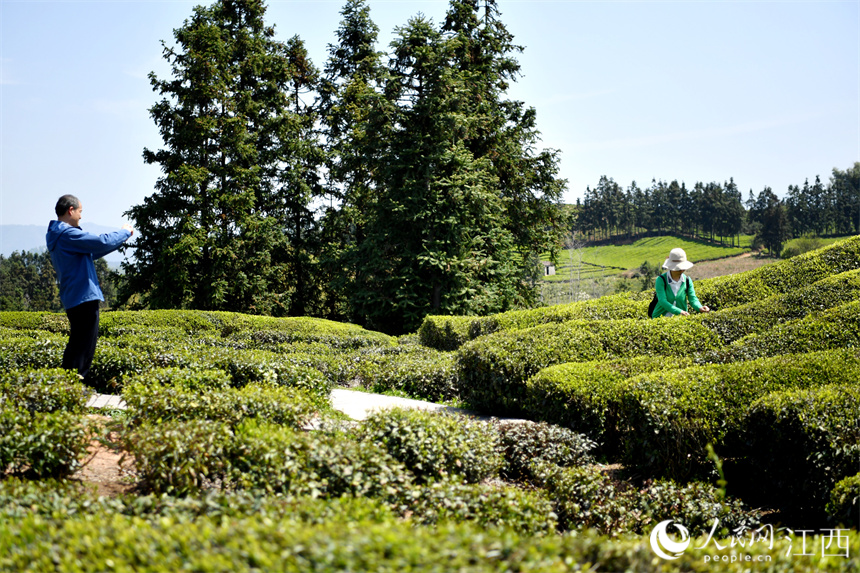 “茶旅融合”使茶園變成公園，游客們正在茶山上拍照賞春光。 人民網 時雨攝